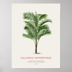 Affiche Calamus Asperrimus - Palmier