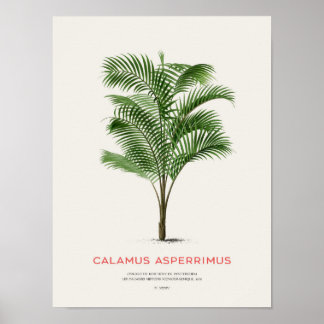 Affiche Calamus Asperrimus - Palmier
