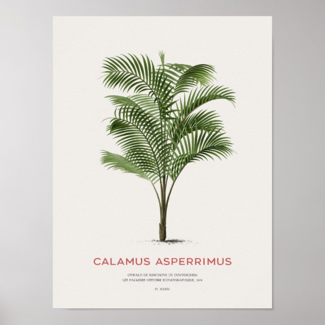 Affiche Calamus Asperrimus - Palmier (Devant)