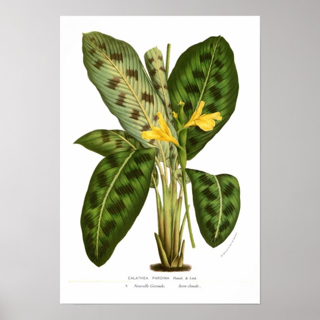 Affiche Calathea pardina (Devant)