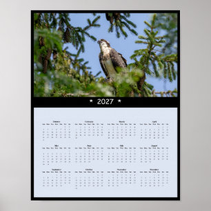 Affiche Calendrier Mural 2027 Balbuzard - Photo du Faucon