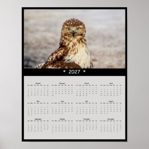Affiche Calendrier mural 2027 Buse à queue rousse - Grands