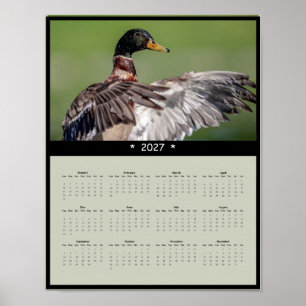 Affiche Calendrier mural 2027 Canard colvert - Faune