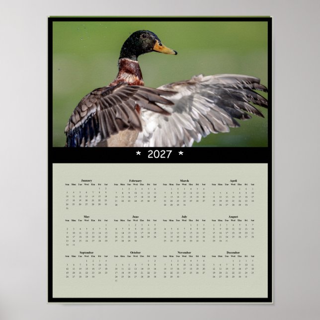 Affiche Calendrier mural 2027 Canard colvert - Faune (Devant)
