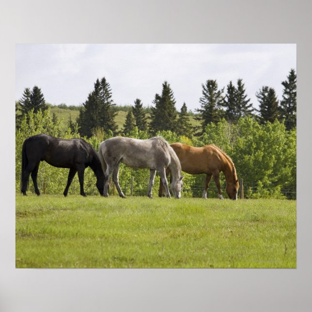 Affiche Calgary, Alberta, Canada (Devant)