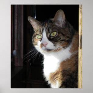 Affiche Calico Cat