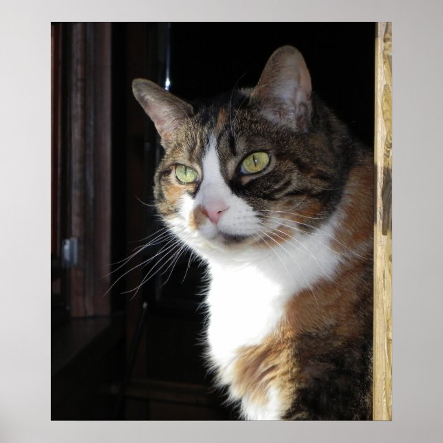 Affiche Calico Cat (Devant)