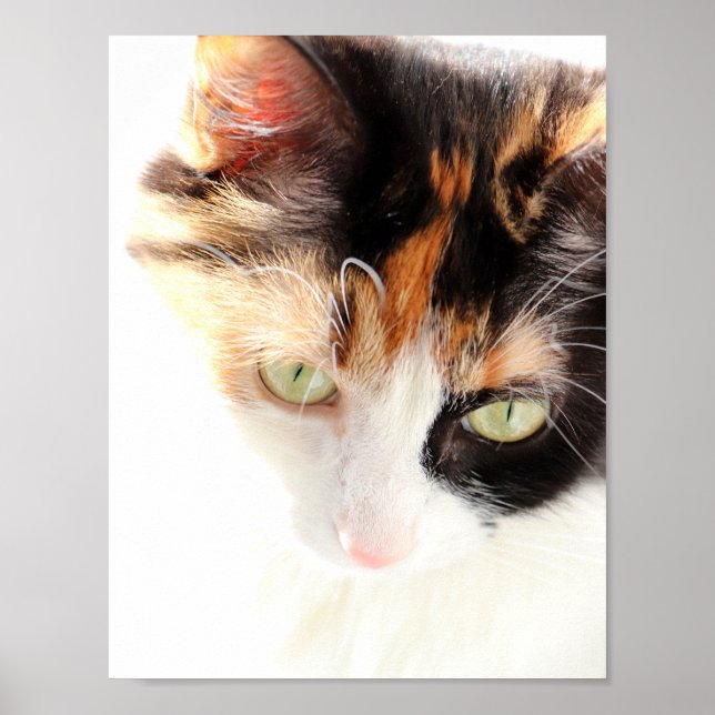 Affiche Calico Cat (Devant)