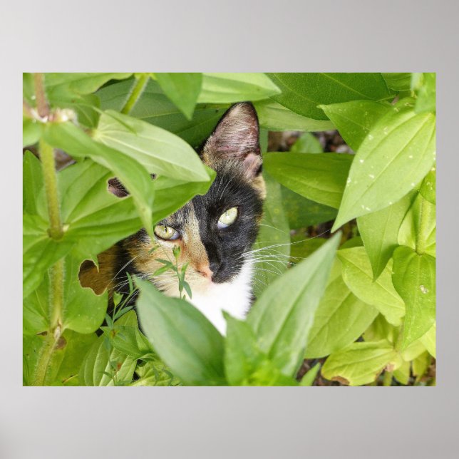 Affiche Calico Cat dans les Zinnias (Devant)
