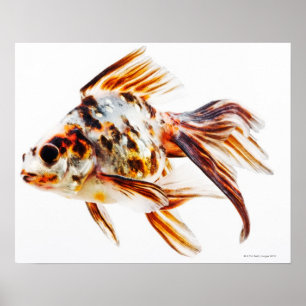 Affiche Calico Fantail Comet poisson rouge