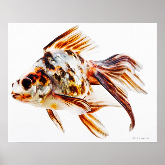 Affiche Calico Fantail Comet poisson rouge (Devant)