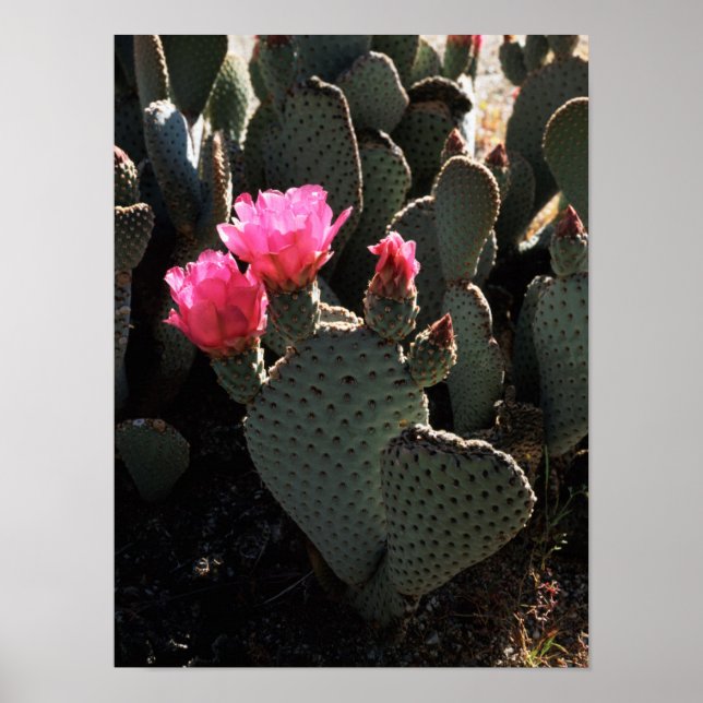 Affiche California, Anza Borrego Desert State Park 1 (Devant)