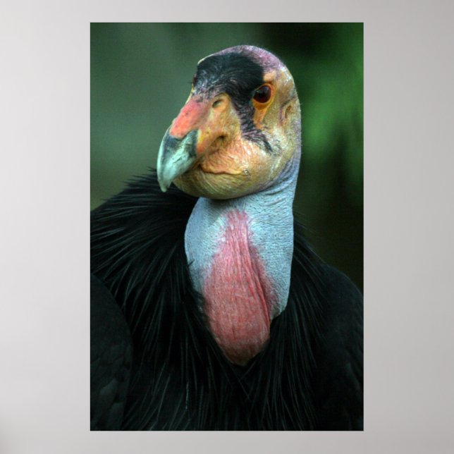 Affiche California Condor (Devant)