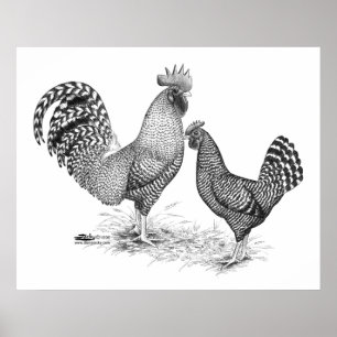 Affiche California Grey Rooster and Hen