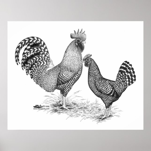 Affiche California Grey Rooster and Hen (Devant)