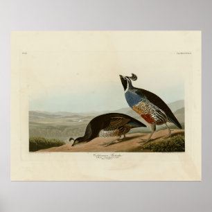 Affiche California Partridge - Audubon's Birds of America