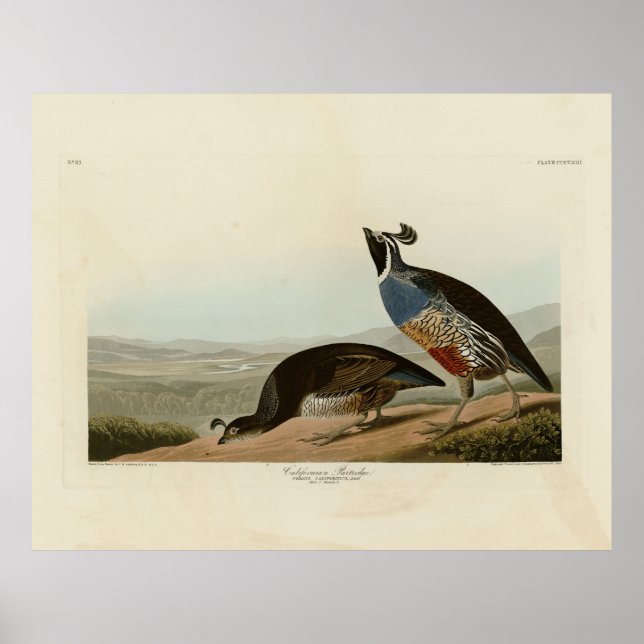 Affiche California Partridge - Audubon's Birds of America (Devant)