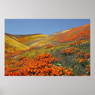 Affiche California Poppies FROM 8.99