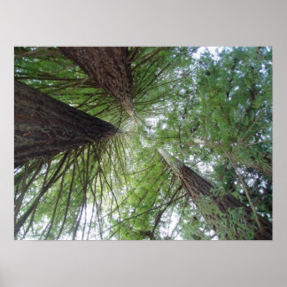 Affiche California Redwoods Print