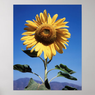 Affiche Californie, A Mammoth Sunflower (Helianthus) 3