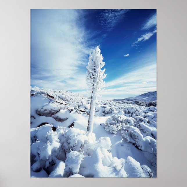 Affiche Californie, Anza Borrego Desert State Park 2 (Devant)