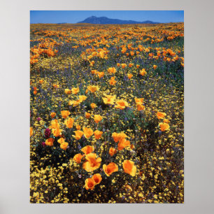 Affiche Californie, Cleveland National Forest