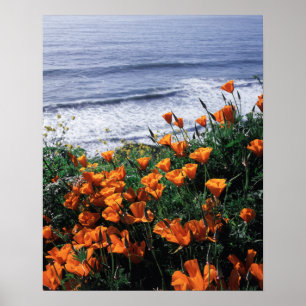 Affiche Californie, côte de Big Sur, pavot de Californie
