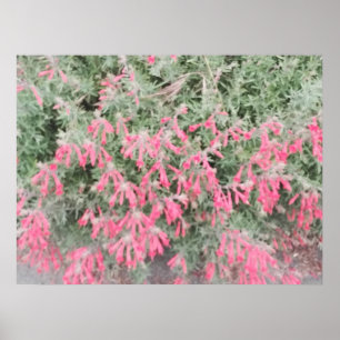 Affiche Californie Fuchsia : Les flammes d'automne