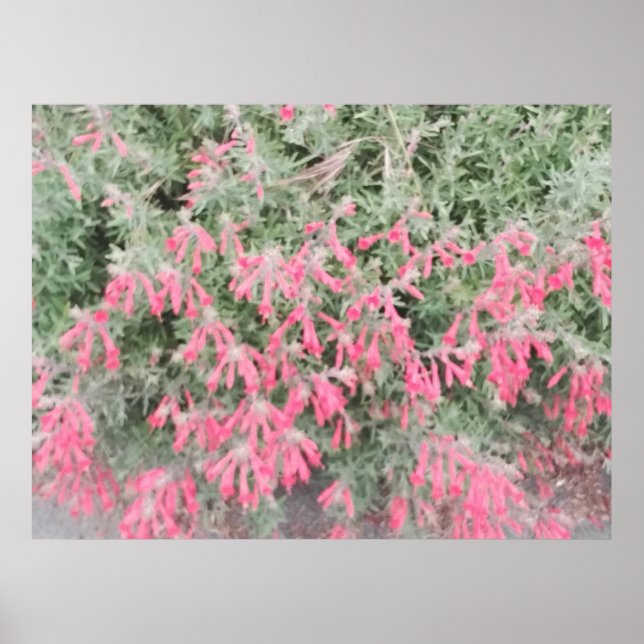 Affiche Californie Fuchsia : Les flammes d'automne (Devant)