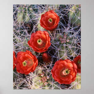 Affiche Californie, Parc national de Joshua Tree, Claret