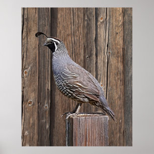 AFFICHE CALIFORNIE QUAIL SUR BARNBOUR