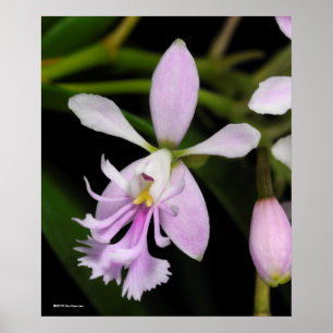 Affiche Caligarium d'Epidendrum