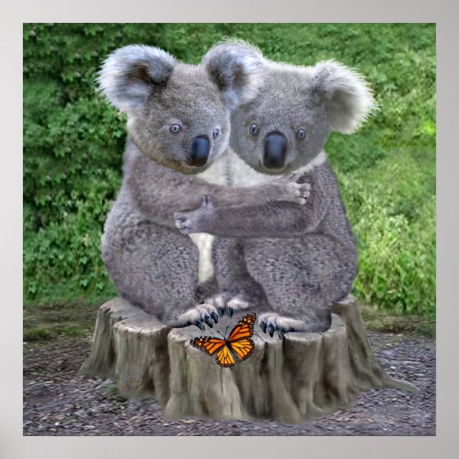 Affiche Câlins de bébé koala (Devant)
