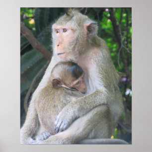 Affiche Câlins entre une mère et son bébé singe en Thaïlan