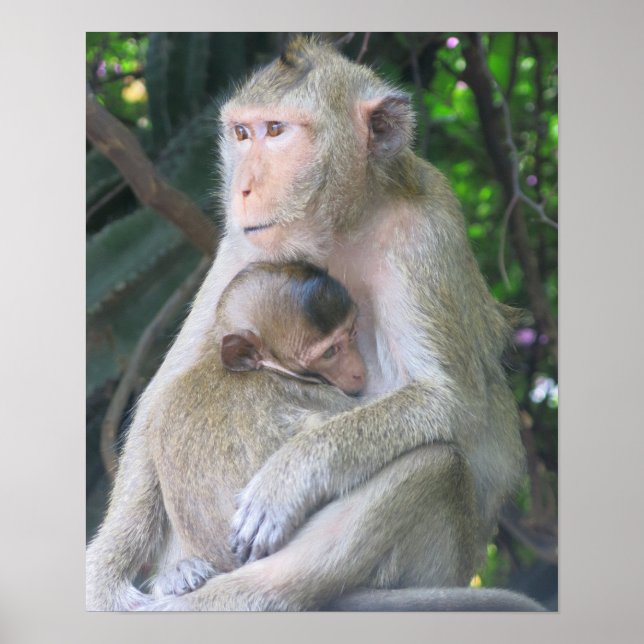 Affiche Câlins entre une mère et son bébé singe en Thaïlan (Devant)