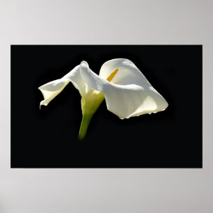 Affiche calla
