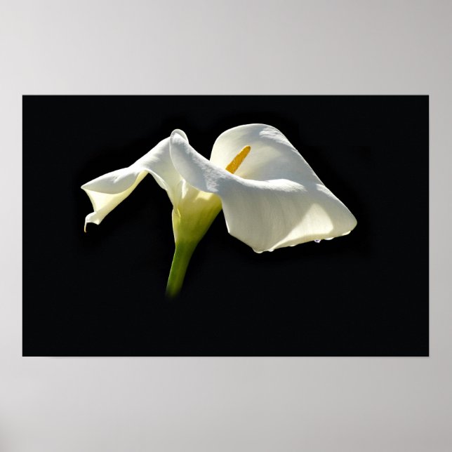 Affiche calla (Devant)