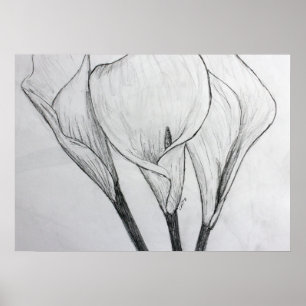 Affiche Calla Lilies crayon croquis dessin art
