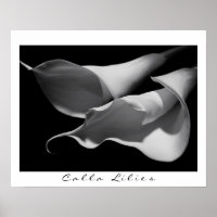 Calla Lilies en B&W
