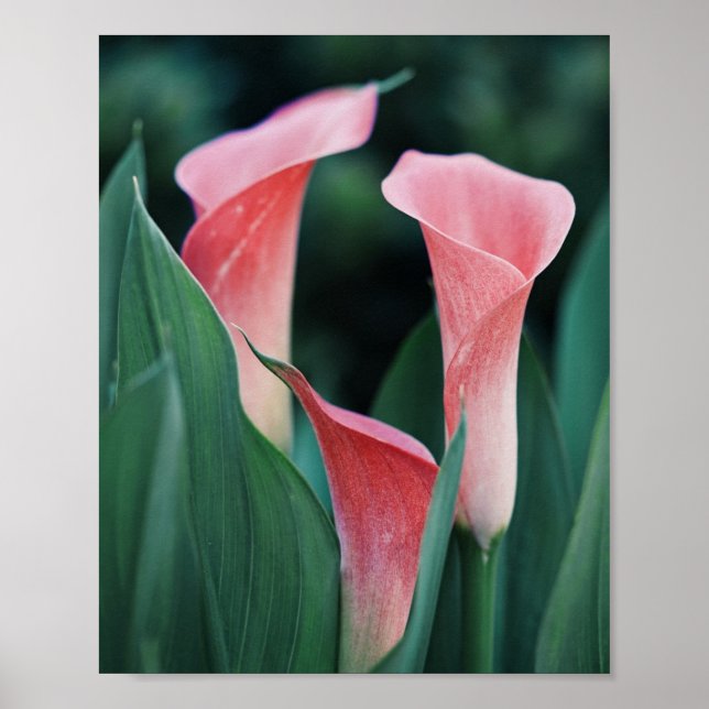 Affiche Calla Lilies Fleurs Roses (Devant)