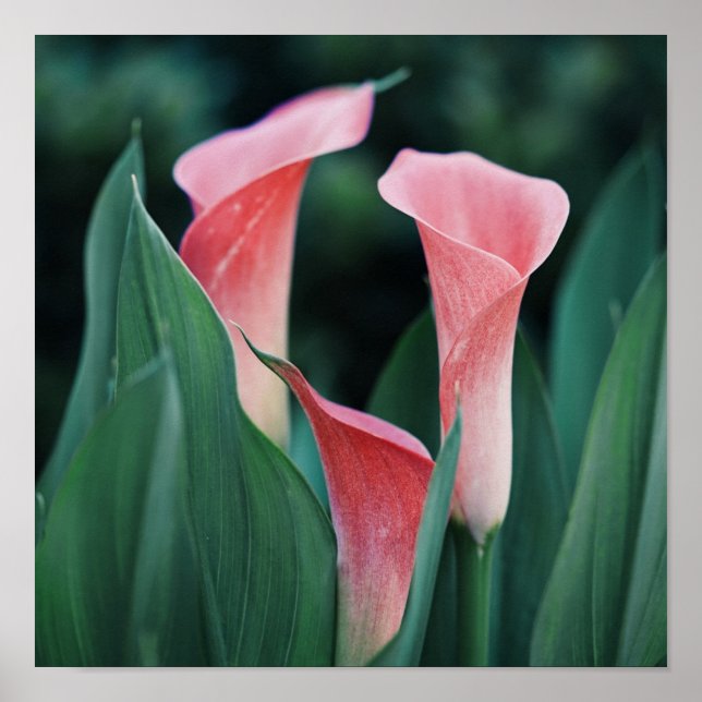 Affiche Calla Lilies Fleurs Roses (Devant)