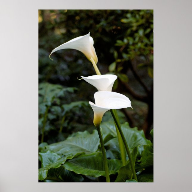 Affiche Calla Lilis (Devant)