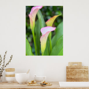Affiche Calla Lillies Rose Photo Décor Maison