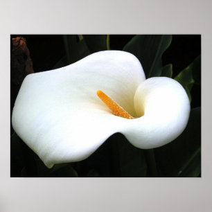 Affiche Calla Lilly