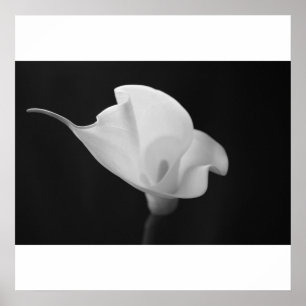 Affiche Calla Lilly noir et blanc
