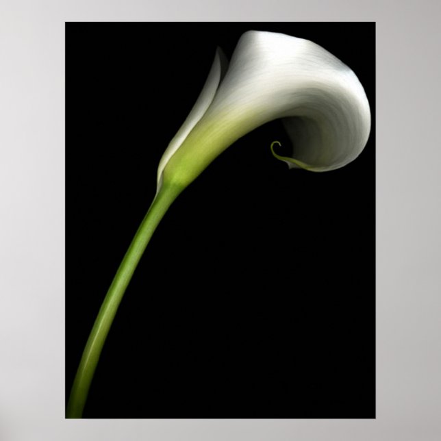 Affiche Calla Lily (Devant)