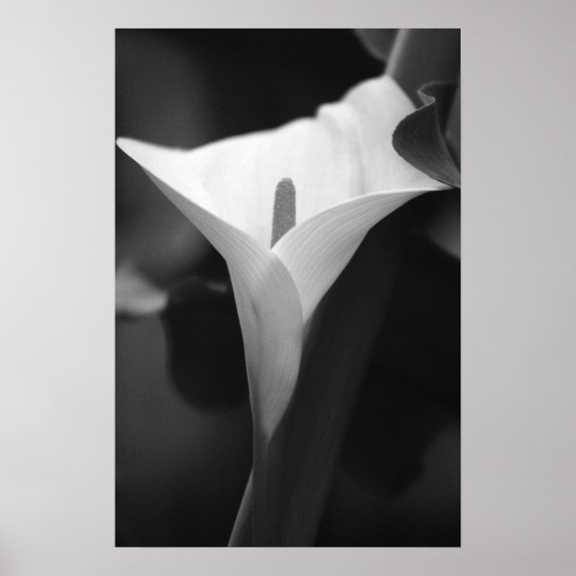 Affiche Calla Lily en noir et blanc (Devant)