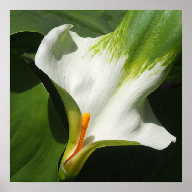 Affiche Calla Lily, Zantedeschia (Devant)