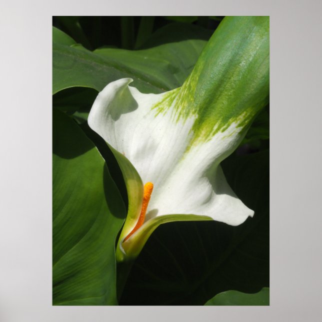 Affiche Calla Lily, Zantedeschia (Devant)