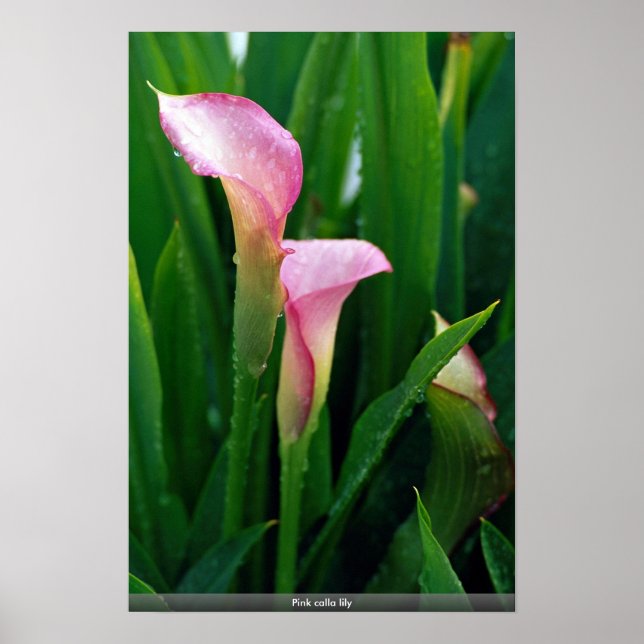 Affiche Calla rose (Devant)